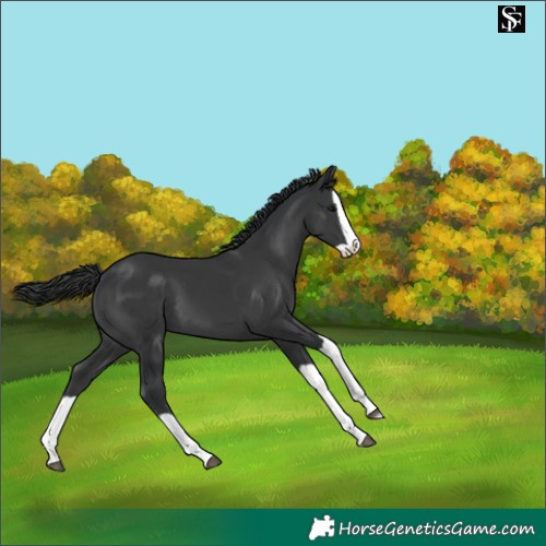 Horse Color:Black Splash 