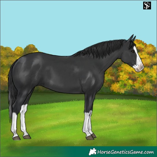Horse Color:Black Splash 