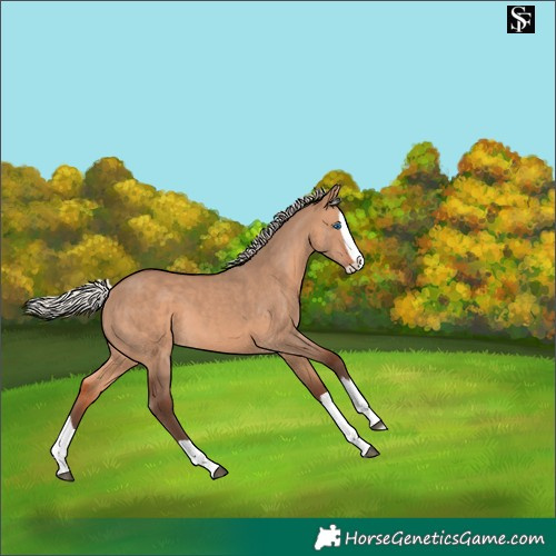 Horse Color:Silver Brown Dun Splash 