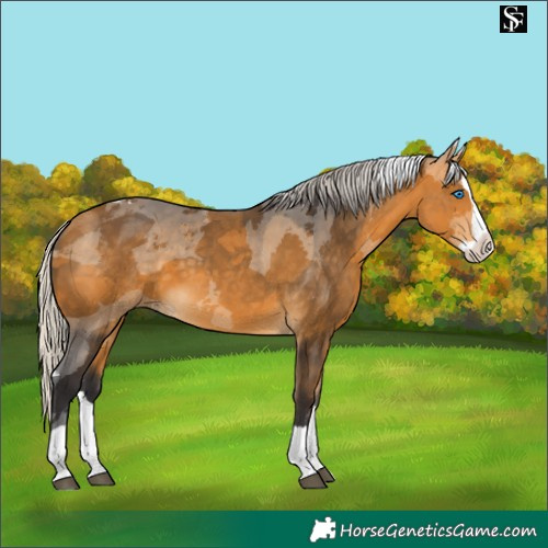 Horse Color:Silver Buckskin Merle Splash 