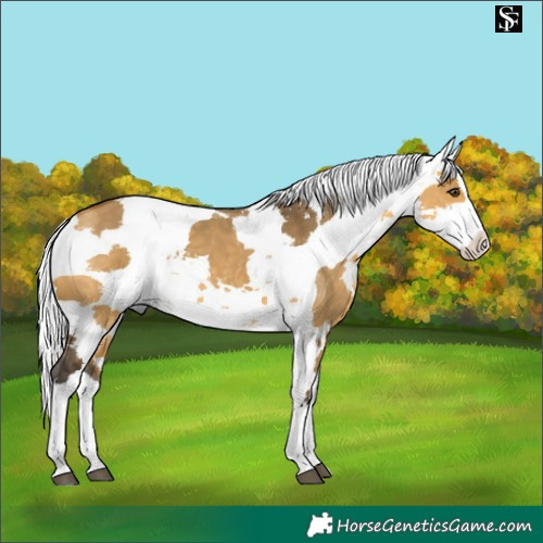 Horse Color:Buckskin Dun Harlequin Merle Splash 