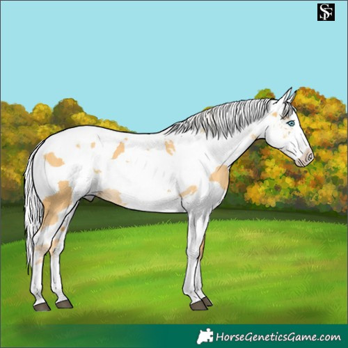 Horse Color:Silver Buckskin Dun Harlequin Merle Splash 