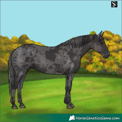 Horse Color:Smoky Black Merle 