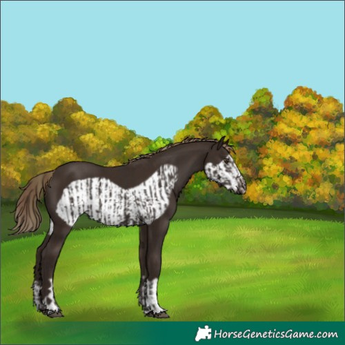 Horse Color:Liver Chestnut  and Liver Chestnut Frame 