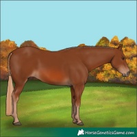 Horse Color:Chestnut 