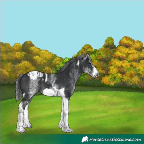 Horse Color:White Spotted Black Splash Tobiano Frame Varnish 