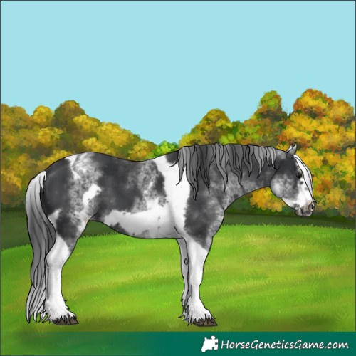 Horse Color:White Spotted Black Splash Tobiano Frame Appaloosa 