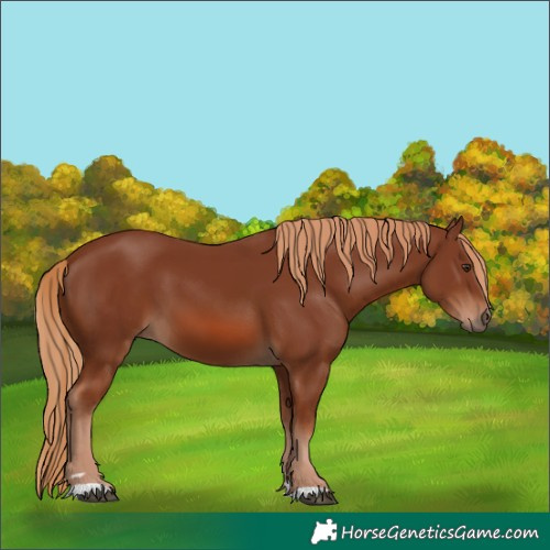 Horse Color:Chestnut 