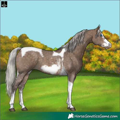 Horse Color:Silver Bay Dun Sabino Tobiano Frame Rabicano 