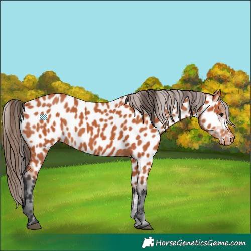 Horse Color:Bay Appaloosa 