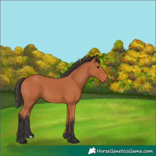 Horse Color:Unknown