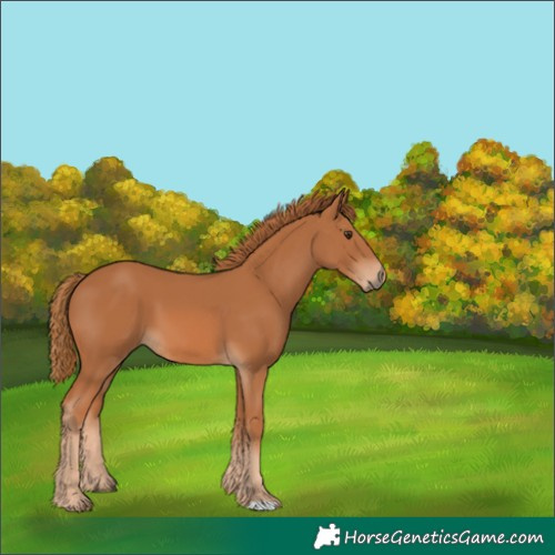 Horse Color:Unknown 