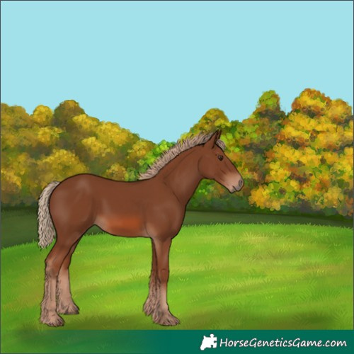 Horse Color:Unknown 