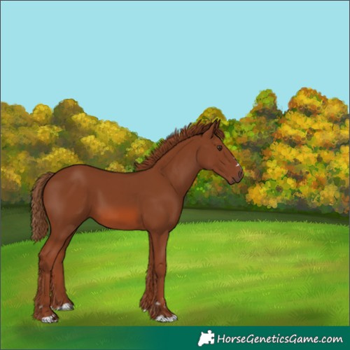 Horse Color:Unknown 