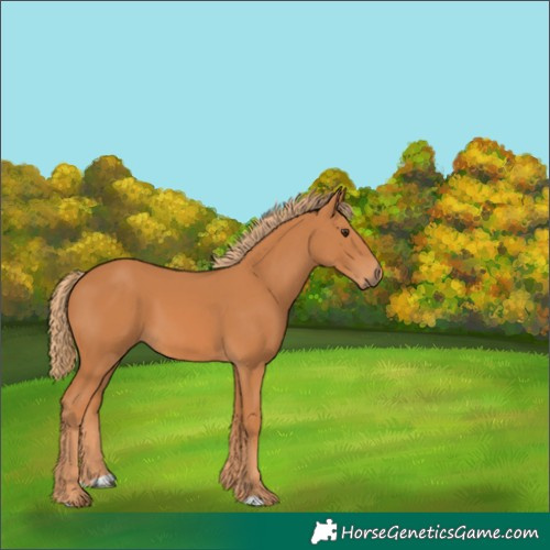 Horse Color:Unknown 