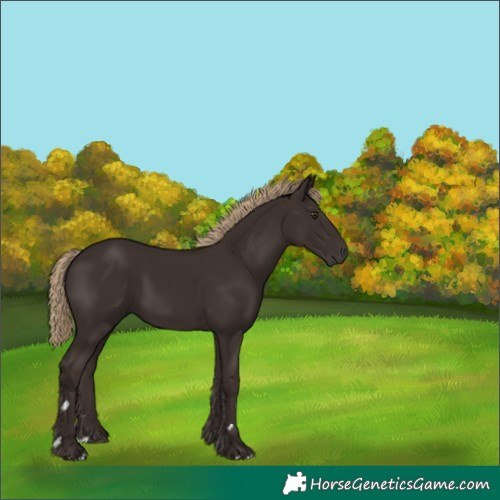 Horse Color:Unknown 
