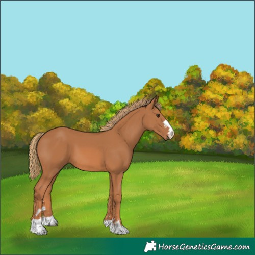 Horse Color:Unknown 