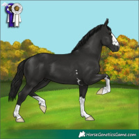 Horse Color:Gray Black 