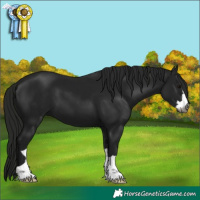 Horse Color:Gray Black 