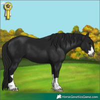 Horse Color:Gray Black 