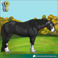 Horse Color:Gray Black 