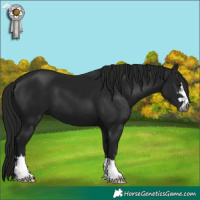Horse Color:Gray Black 