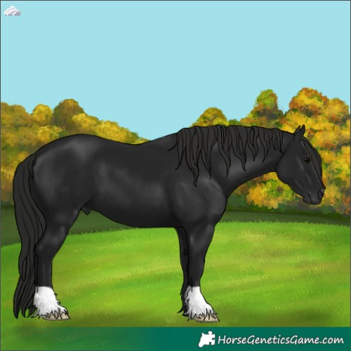 Horse Color:Gray Black 