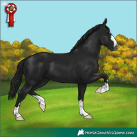 Horse Color:Gray Black 