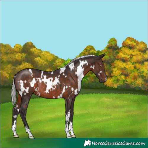 Horse Color:White Spotted Silver Brown Rabicano 