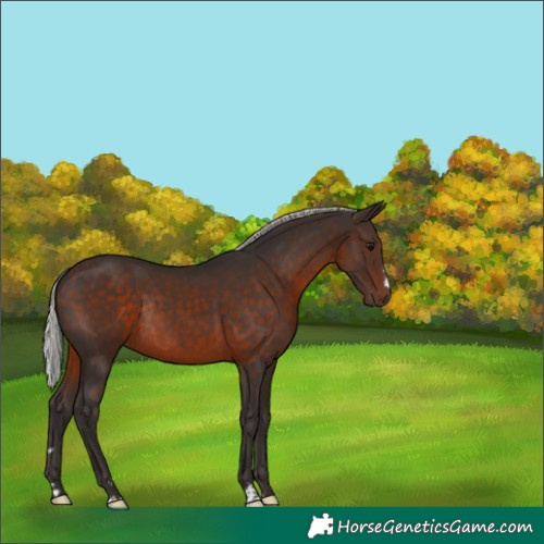 Horse Color:Silver Brown Rabicano 