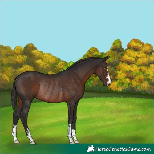 Horse Color:Liver Chestnut Rabicano 