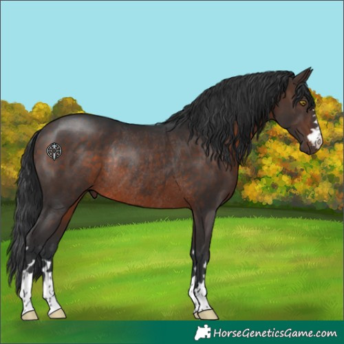 Horse Color:Brown Rabicano 