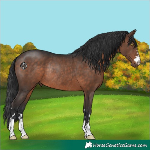 Horse Color:Brown Rabicano 