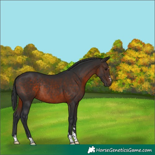 Horse Color:Brown Rabicano 