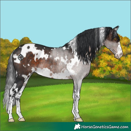 Horse Color:White Spotted Brown Rabicano 
