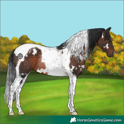 Horse Color:White Spotted Brown Tobiano Rabicano