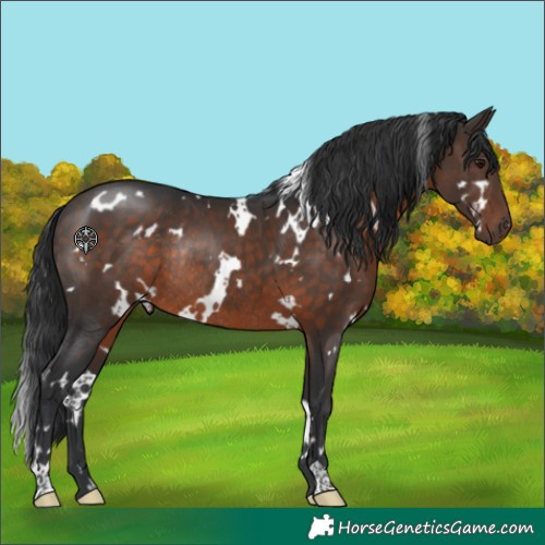 Horse Color:White Spotted Brown Rabicano 