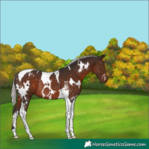 Horse Color:White Spotted Silver Brown Tobiano Rabicano