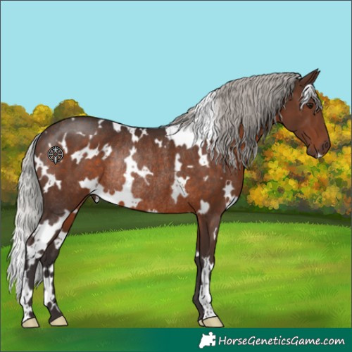 Horse Color:White Spotted Silver Brown Rabicano 