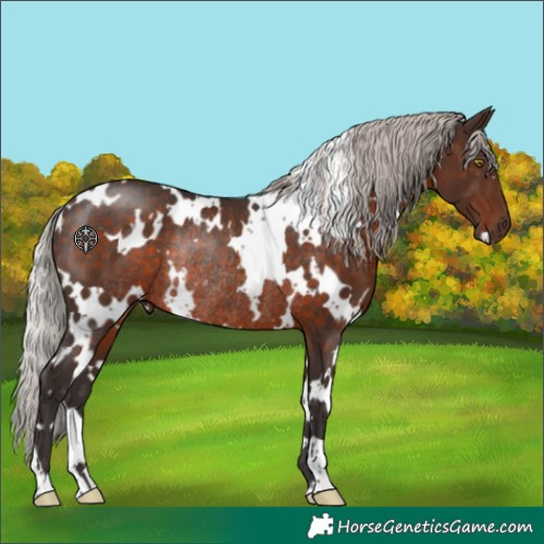 Horse Color:White Spotted Silver Brown Rabicano 