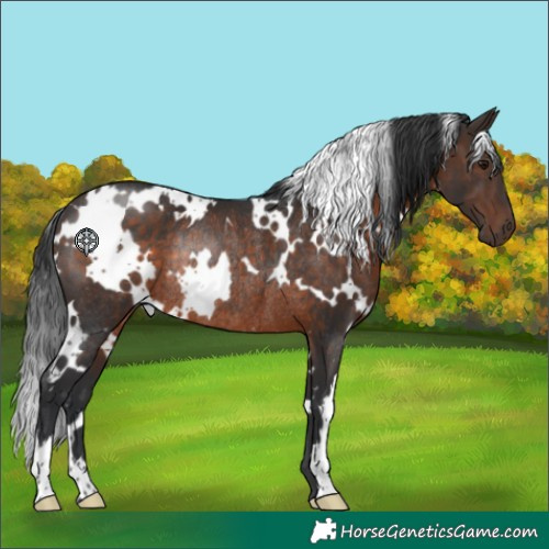 Horse Color:White Spotted Brown Rabicano 