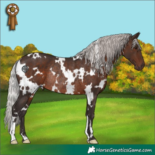 Horse Color:White Spotted Silver Brown Rabicano 