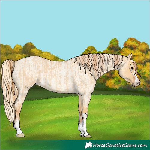 Horse Color:Red Dun and Palomino Roan