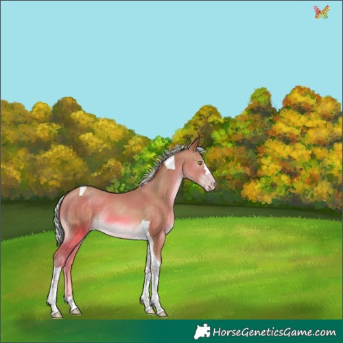 Horse Color:Silver Sable Champagne Tobiano Rabicano