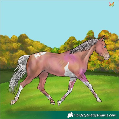 Horse Color:Silver Amber Champagne Tobiano Rabicano