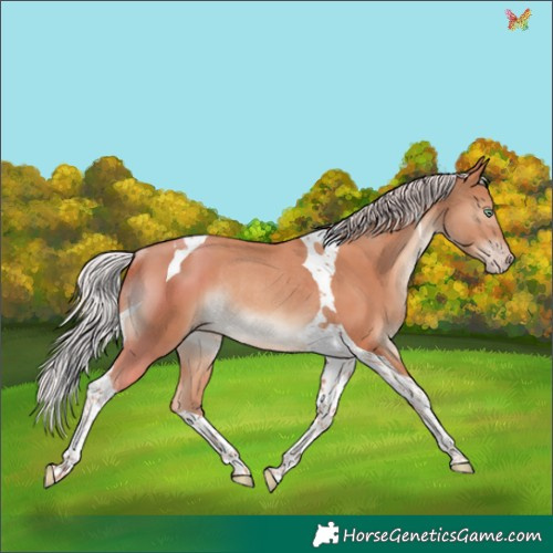 Horse Color:Silver Sable Champagne Tobiano Rabicano