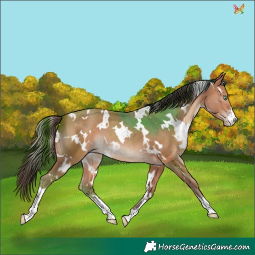 Horse Color:White Spotted Amber Champagne 