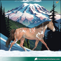 Horse Color:White Spotted Amber Champagne Rabicano