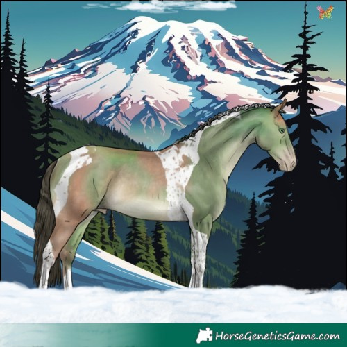 Horse Color:Amber Champagne Tobiano Rabicano 