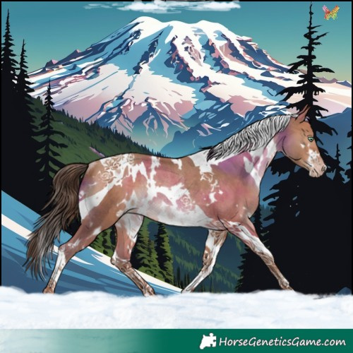 Horse Color:White Spotted Amber Champagne Tobiano Rabicano 